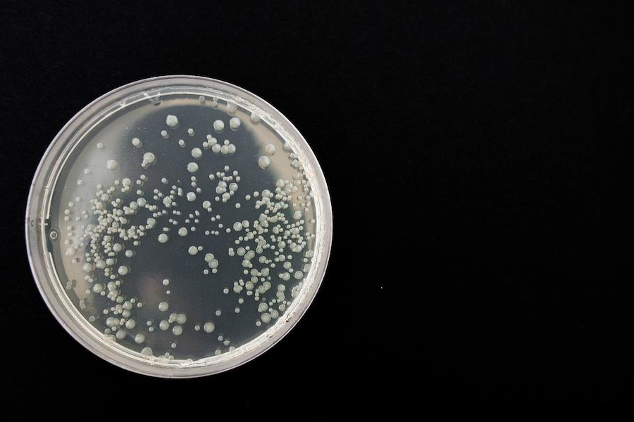 Mikrobiologie